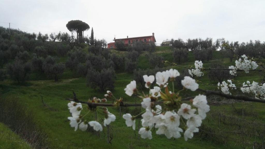 Olivia B&B And Apartment Cantagrillo Экстерьер фото